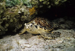 Sea turtle. "Dump" Reef, San Salvador, Bahamas. Nikonos V... by Derek Zelmer 